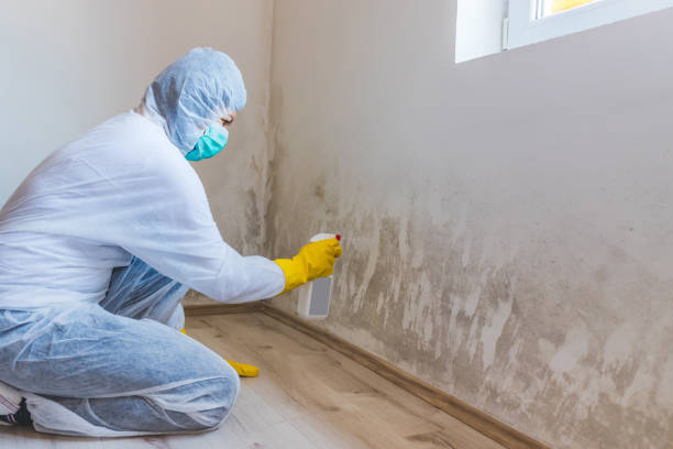 Licensed Mold Testing service in Woodstock, IL - WQB Mold Removal